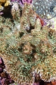 Cylindrical Coral (Scapophyllia cylindrica) Cylindrical Coral (Scapophyllia cylindrica)