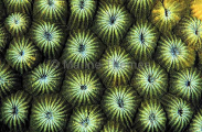 Favia Coral Detail (Diploastrea heliopora) Favia Coral Detail (Diploastrea heliopora)