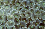 Euphyllia Coral Polyps (Euphyllia ancori) Euphyllia Coral Polyps (Euphyllia ancori)