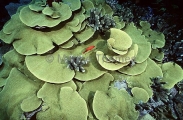 Cabbage Coral (Dendrophylliidae turbinaria) Cabbage Coral (Dendrophylliidae turbinaria)