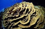 Cabbage Coral (Dendrophylliidae turbinaria) Cabbage Coral (Dendrophylliidae turbinaria)
