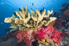 Pocillo Coral (Pocillopora eydouxi)
