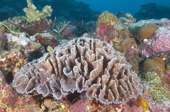 Carnation Coral (Pectinia lactuca)