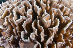 Carnation Coral (Pectinia lactuca)