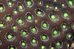 Favia Coral (Favia sp.) Favia Coral (Favia sp.)