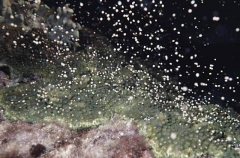 Boulder Star Coral (Montastrea annularis)