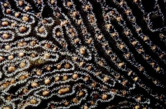 Brain Coral (Diploria sp.) Brain Coral (Diploria sp.)