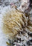 Euphyllia Coral (Euphyllia glabrescens)