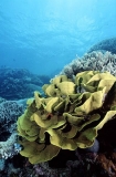 Cabbage Coral (Turbinaria reniformis) Cabbage Coral (Turbinaria reniformis)