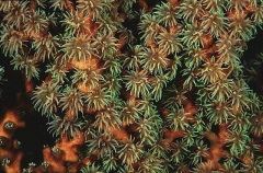 Green Tree Coral (Tubastrea micrantha) Green Tree Coral (Tubastrea micrantha)