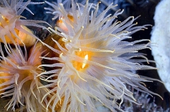 Daisy Cup Coral (Tubastraea coccineal) Daisy Cup Coral (Tubastraea coccineal)