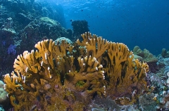 Stylaster Fire Corals (disichopora sp.)