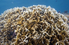 Fire Coral (Millepora sp.)