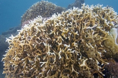 Fire Coral (Millepora sp.)