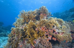 Fire Coral (Millepora sp.)