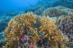 Fire Coral (Millepora sp.) Fire Coral (Millepora sp.)