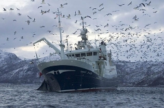 Herring trawler lifting nets. Herring trawler lifting nets.