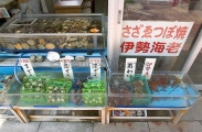 Lobsters, abalone and other molluscs kept live at entry of restaurant. Lobsters, abalone and other molluscs kept live at entry of restaurant.