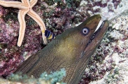 Green moray (Gymnothorax funebris) Green moray (Gymnothorax funebris)