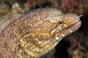 Barredfin Moray (Gymnothorax zonipectis) Barredfin Moray (Gymnothorax zonipectis)
