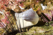 Grey Moray (Gymnothorax griseus) Grey Moray (Gymnothorax griseus)