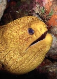 Golden Moray (Gymnothorax miliaris) Golden Moray (Gymnothorax miliaris)