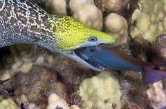 Undulate Moray (Gymnothorax undulatus) Undulate Moray (Gymnothorax undulatus)