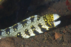 Starry Moray (Gymnothorax nudivomer) Starry Moray (Gymnothorax nudivomer)
