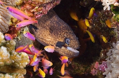 Blackcheek Moray (Gymnothorax breedeni) Blackcheek Moray (Gymnothorax breedeni)
