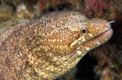 Barredfin Moray (Gymnothorax zonipectis)