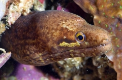 Barredfin Moray (Gymnothorax zonipectis)
