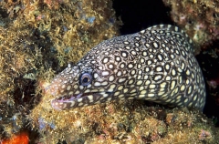Jewel Moray (Muraena lentiginosa) Jewel Moray (Muraena lentiginosa)
