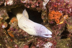 Grey Moray (Gymnothorax griseus) Grey Moray (Gymnothorax griseus)