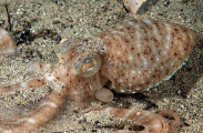 Double Spot Octopus (Octopus sp.) Double Spot Octopus (Octopus sp.)
