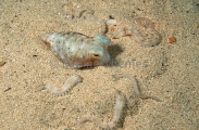 Double Spot Octopus (Octopus sp.) Double Spot Octopus (Octopus sp.)