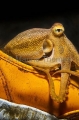 Poison Ocellate Octopus (Amphioctopus siamensis) Poison Ocellate Octopus (Amphioctopus siamensis)