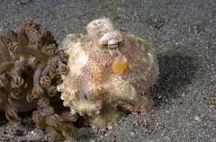 Veined Octopus (Octopus marginatus) Veined Octopus (Octopus marginatus)