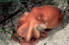 Southern White-spot Octopus (Octopus bunurong)
