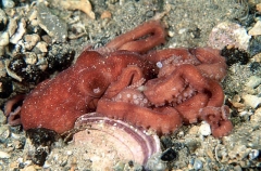 Southern White-spot Octopus (Octopus bunurong)