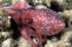 Southern White-spot Octopus (Octopus bunurong) Southern White-spot Octopus (Octopus bunurong)