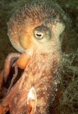 Maori Octopus (Octopus maorum)