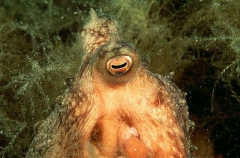 Maori Octopus (Octopus maorum)