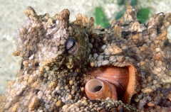Maori Octopus (Octopus maorum)
