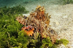 Maori Octopus (Octopus maorum) Maori Octopus (Octopus maorum)