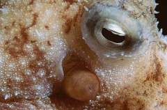 Caribbean Common Octopus (Octopus vulgaris) Caribbean Common Octopus (Octopus vulgaris)