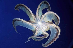Two-spot Octopus (Octopus bimaculatus)