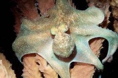 Caribbean Reef Octopus (Octopus briareus) Caribbean Reef Octopus (Octopus briareus)