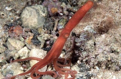 Southern Sand Octopus (Octopus kaurna)
