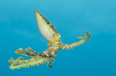 Poison Ocellate Octopus (Amphioctopus siamensis) Poison Ocellate Octopus (Amphioctopus siamensis)