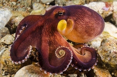Veined Octopus (Amphioctopus marginatus) Veined Octopus (Amphioctopus marginatus)
